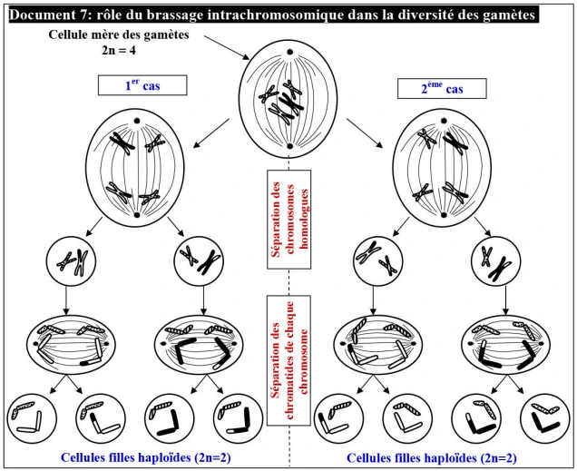 Transfert de l’information génétique au cours de la reproduction sexuée